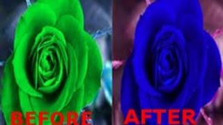 This video will make you colorblind for 10 seconds !WARNING! This acutally works.