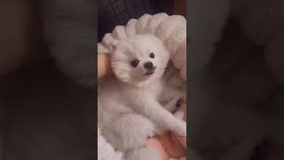 I was woken up while snoringPomeranian baby, Pomeranian, silly puppy, cute dog