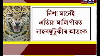 Leopard terrorize Maligaon locals during night