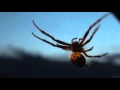 Sigur Rós Trailer