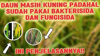 DAUN PADI MASIH KUNING PADAHAL SUDAH PAKE BAKTERISA DAN FUNGISIDAINI PENJELASAN NYA‼