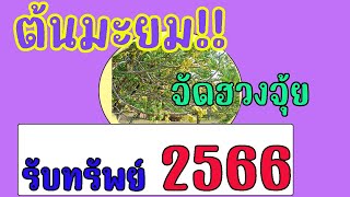 🪴ปรับฮวงจุ้ยเสริมหน้าที่การงาน !! ปลูกต้นมะยม ทิศไหนเสริมดวงการเงินการงาน ประโยชน์สูงสุดในปี 2566