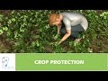 CROP PROTECTION