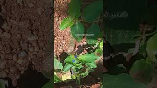 நாள் ஒரு மூலிகை அறிவோம் | 28. கானாம் வாழை மருத்துவ பயன்கள் | medicinal use of Commelina benghalensis