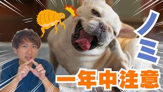 【犬猫の病気】ノミ予防してますか？