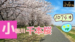 [edogawa,tokyo,japan cherry blossom walk]April 2022 komatsugawa senbonzakura 4k