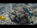 Footage: The Bullethead Parrotfish at Kealakekua Bay (Big Island, Hawaii)