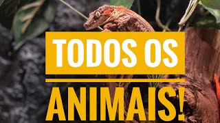 Alimentando todos os meus animais exóticos!