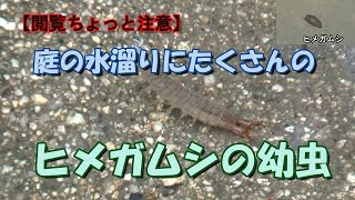 【閲覧ちょっと注意】庭の水溜りにヒメガムシの幼虫がたくさんいました