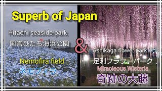 【４K】花の絶景　ひたち海浜公園ネモフィラと足利フラワーパーク奇跡の大藤　Japanese flower scenery 6分でまとめました。