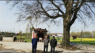 陕西城固李家咀，偶见一棵貌似几百年的泼果树，村里老人说很神奇