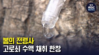 봄의 전령사, 고로쇠 수액 채취 한창 (뉴스투데이 2022.2.7 광주MBC)