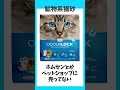 amazonプライムデーで絶対お得な猫グッズおすすめ品5選！【2023年7月】