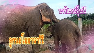 นาทีแรก⁉️น้องนะโมกับแม่ขันเงิน‼️#ช่องพังขันเงินพลายมงคลน้อย