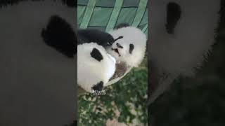 被熊猫粘着贴贴是什么体验？是我做梦都梦不到的场景 #panda #熊猫 #shorts 【欢迎订阅MIGU Panda官方频道】