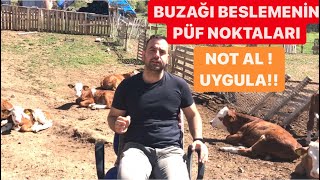 BUZAĞI NASIL BESLENİR?|BAŞTAN SONA KADAR ANLATIM. #buzağıbesleme #buzağıbakım #buzağıdoğum