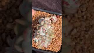 橙梦露朵朵綴 多肉植物 succulents