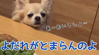 【関西弁をしゃべる犬】チワワの銀さん　ばぁばおめでとうやけども…生肉はあかんてぇ…目の毒やてぇ【おしゃべりペット】