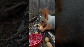 🐿️Угощения для белочки. Friandises pour écureuils