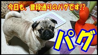 うちにパグ　こらーっ！  イタズラしているの、全部見ているよ！　※撮影として演出しています。Funny Pug Video.