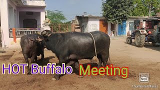 Hot Buffalo And Murrah Bull Meeting//Murrah Bull And Murrah Buffalo@aalamkhantoda6262