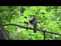 4k 野鳥：ツミ　幼鳥Ｂ／雑木林