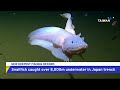 researchers catch fish at record depth in japan taiwanplus news