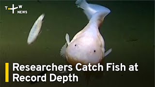 Researchers Catch Fish at Record Depth in Japan | TaiwanPlus News