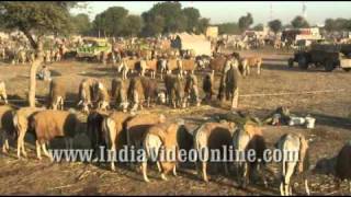 Cattle fair13, Nagaur