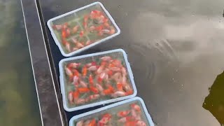 Top high quality goldfish in Taiwan Farm