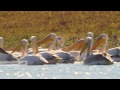 white pelican feeding in the galilee שקנאים אוכלים במאגר בעמק יזרעאל