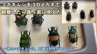 コガネムシを3Dメガネで観察したら、真っ黒になった：理科実験 【麻布科学実験教室】#shorts