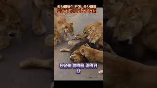 암사자들이 숫사자를 공격하는 이유