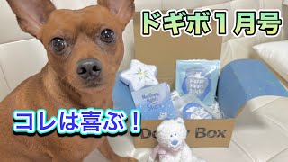 【可愛いすぎるマッチョな子鹿犬】ドギーボックス2025年1月号を開封❤️ミニピン アイビーがお利口すぎた。