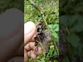 pulang gagamba🕷 gagamba spider shortvideo