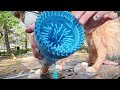 kabetig dog paw cleaner cup review a must have for muddy paws