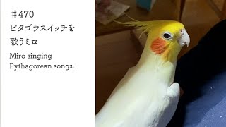 ♯470　ピタゴラスイッチを歌うミロ｜Miro singing Pythagorean songs.