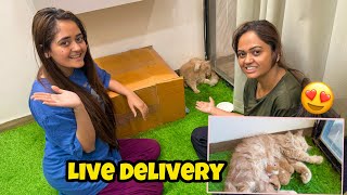 OMG! 😨 Live Pregnancy Delivery 🙈 Bindass Kavya Vlogs