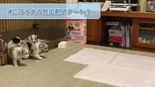 【脱走劇】シェルティ子犬4匹の脱走の瞬間！！