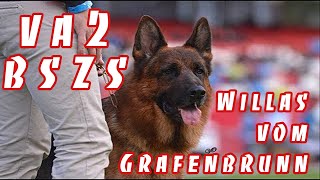 [ VA2 BSZS Willas vom Grafenbrunn in China ] - OuWeijie Kennel- GSD