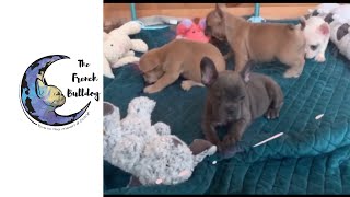 The French Bulldog- The Blue, Blue Fawn \u0026 Blue Pied French Bulldogs