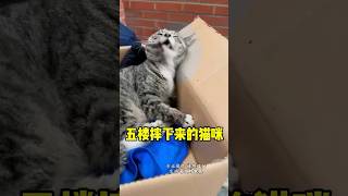 五楼摔下来的狸花猫，还能救活吗？  #流浪猫救助