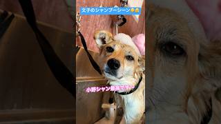 文子のシャンプーシーン特別公開🤫🫣 #さかがみ家 #保護犬 #保護猫 #坂上忍 #dogs #cats #shorts