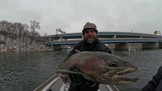 Chasing Rainbow Trout (STEELHEAD) in West Michigan