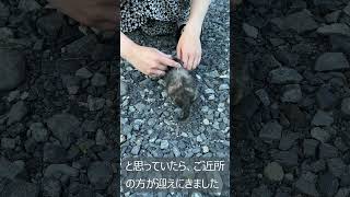 【保護猫】近所で見つけた迷子の仔猫ちゃん I found a lost kitten in my neighborhood