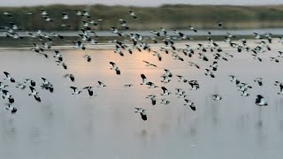 Northern Lapwing - Kiebitz - Vanellus vanellus - Hundreds of birds flying