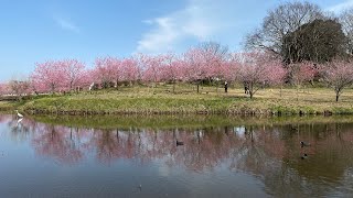 古河花桃祭りの花桃が満開でした。