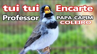 COLEIRO tui tui  PROFESSOR para encarte