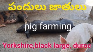 సీమా పందులు రకాలు Yorkshire,large black,durock pig farming part 3