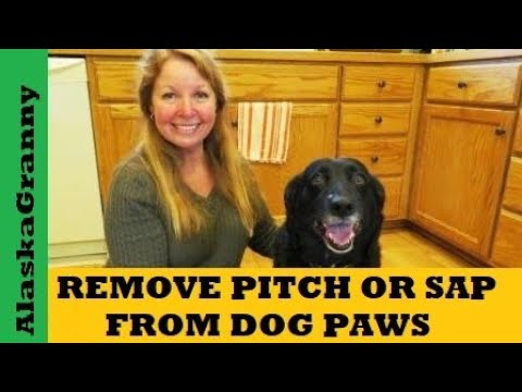 Remove Pitch or Sap from Dog Paws Feet Remove Pitch or Sap from Dog Paws Feet